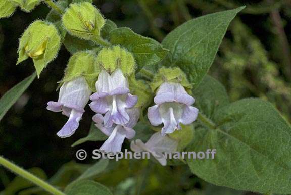 lepechinia calycina 2 graphic